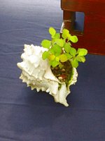 Scottish_Bonsai_Show_2012